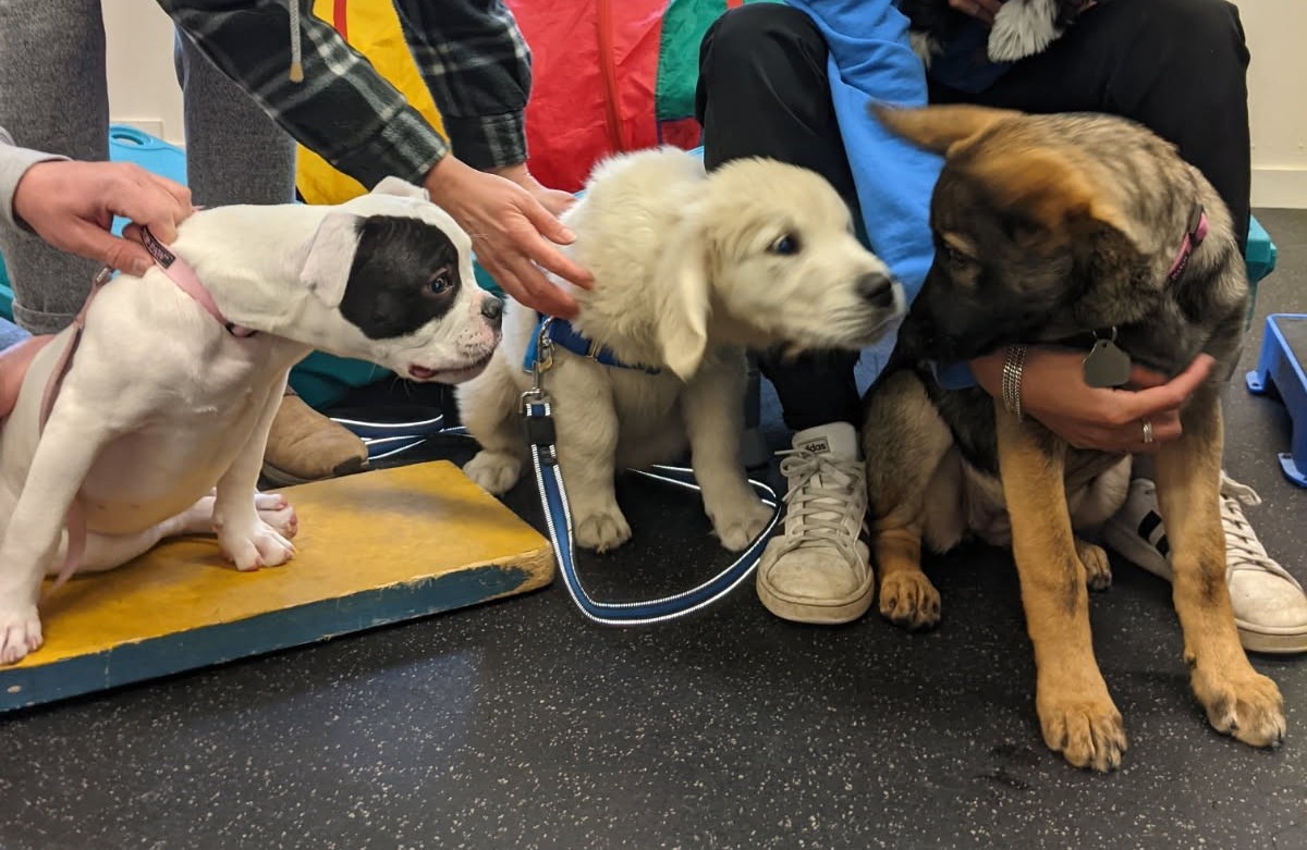 Puppy Accelerated (2)